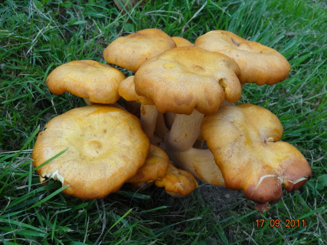 Omphalotus....